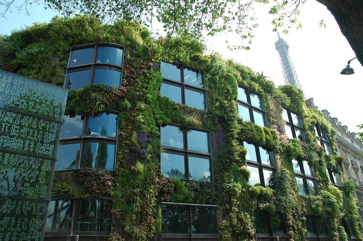 How Do Plants Grow on Walls?