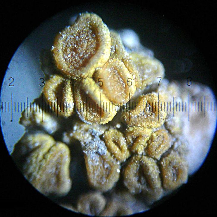 Are there Organisms that Can Live in Outer Space?