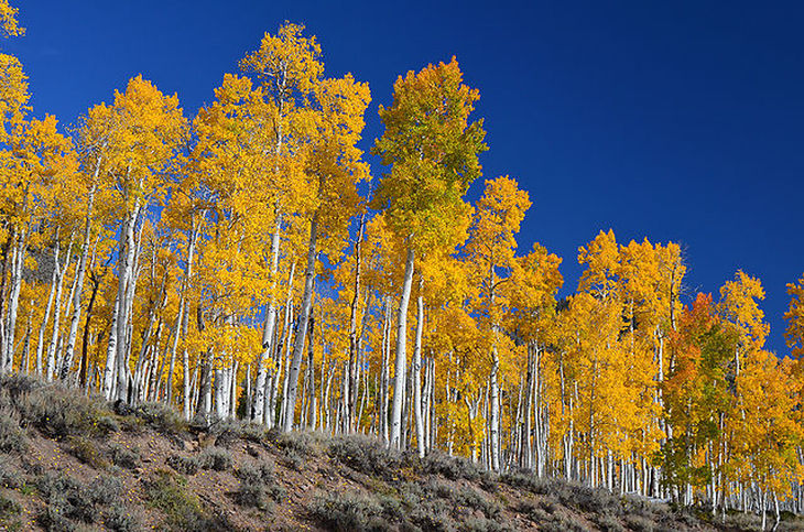 Are There Trees That Are Older Than Dinosaurs?