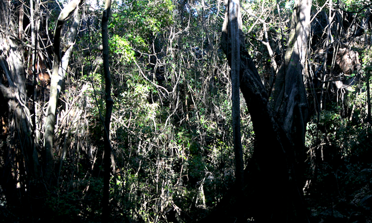 Are There Trees That Are Older Than Dinosaurs?