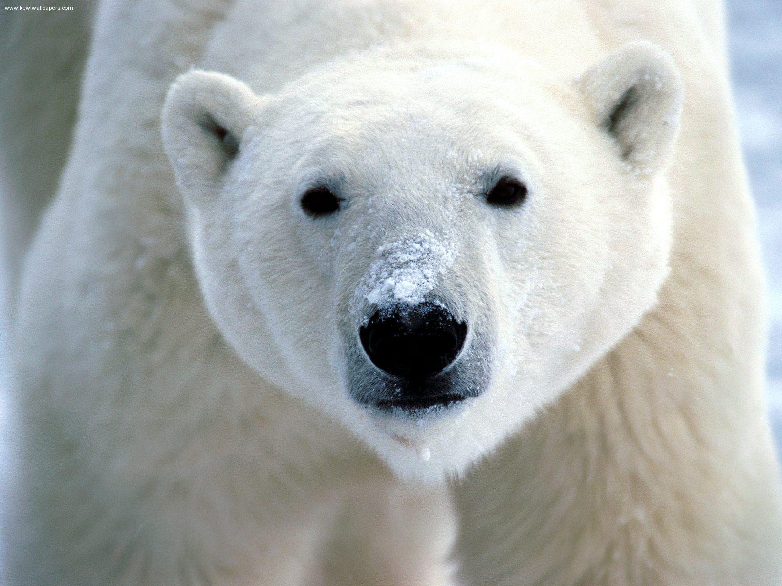 Could a Polar Bear Survive in the Sahara?