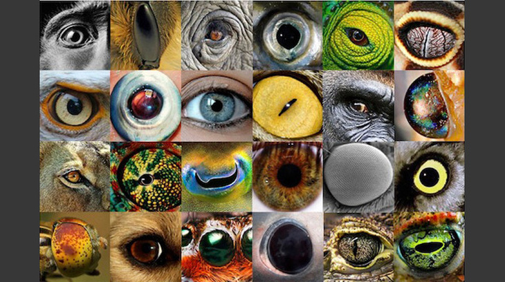Do Animals See What I see?