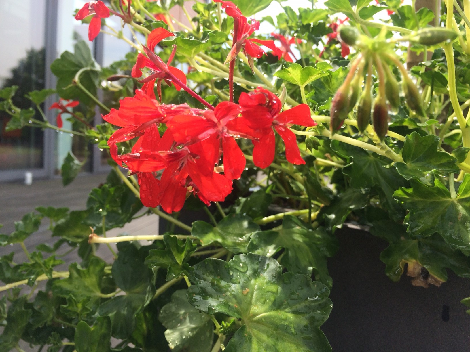 How Do Plants Drink?