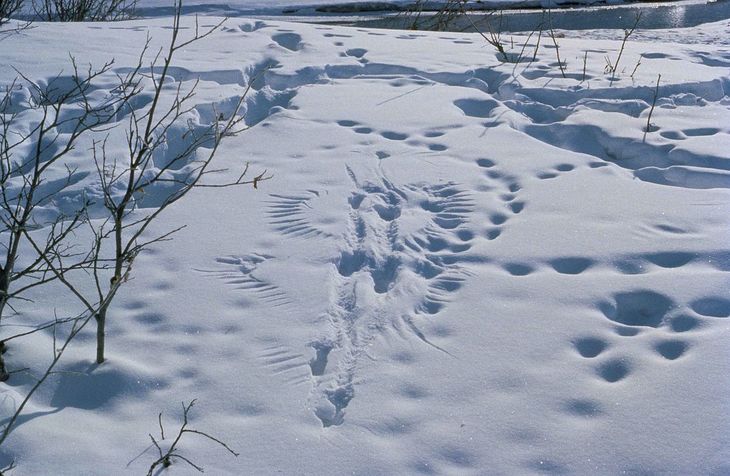 How Do You Read Animal Tracks?