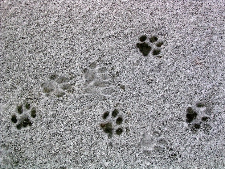 How Do You Read Animal Tracks?