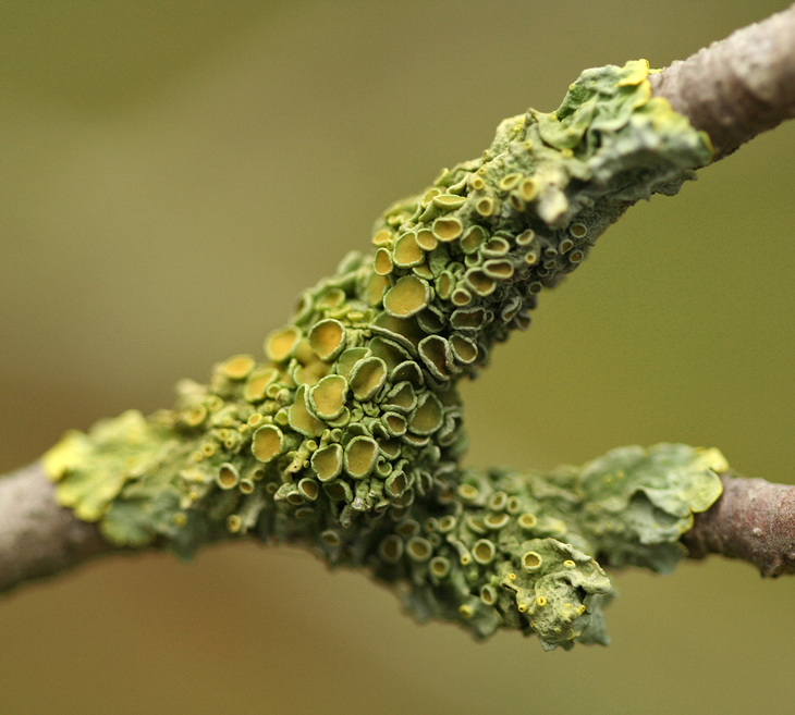 What Can Lichens Be Used for?