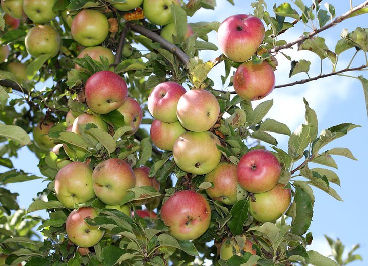 What Do Plants Need Ripe Fruits for?