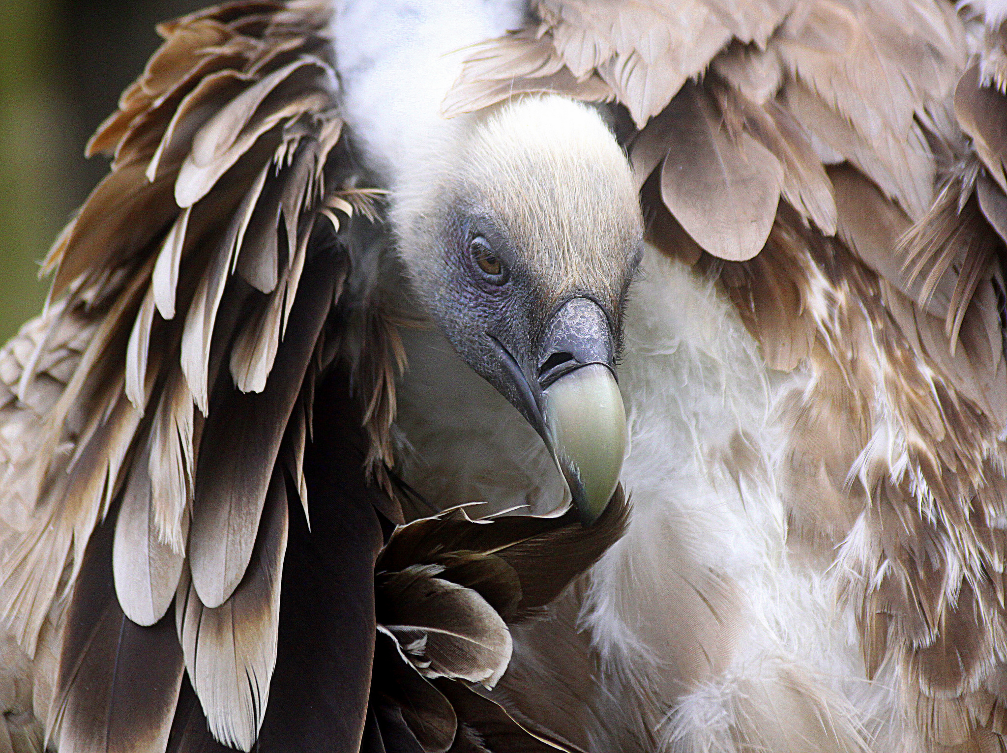 Why Do Birds Have Feathers?