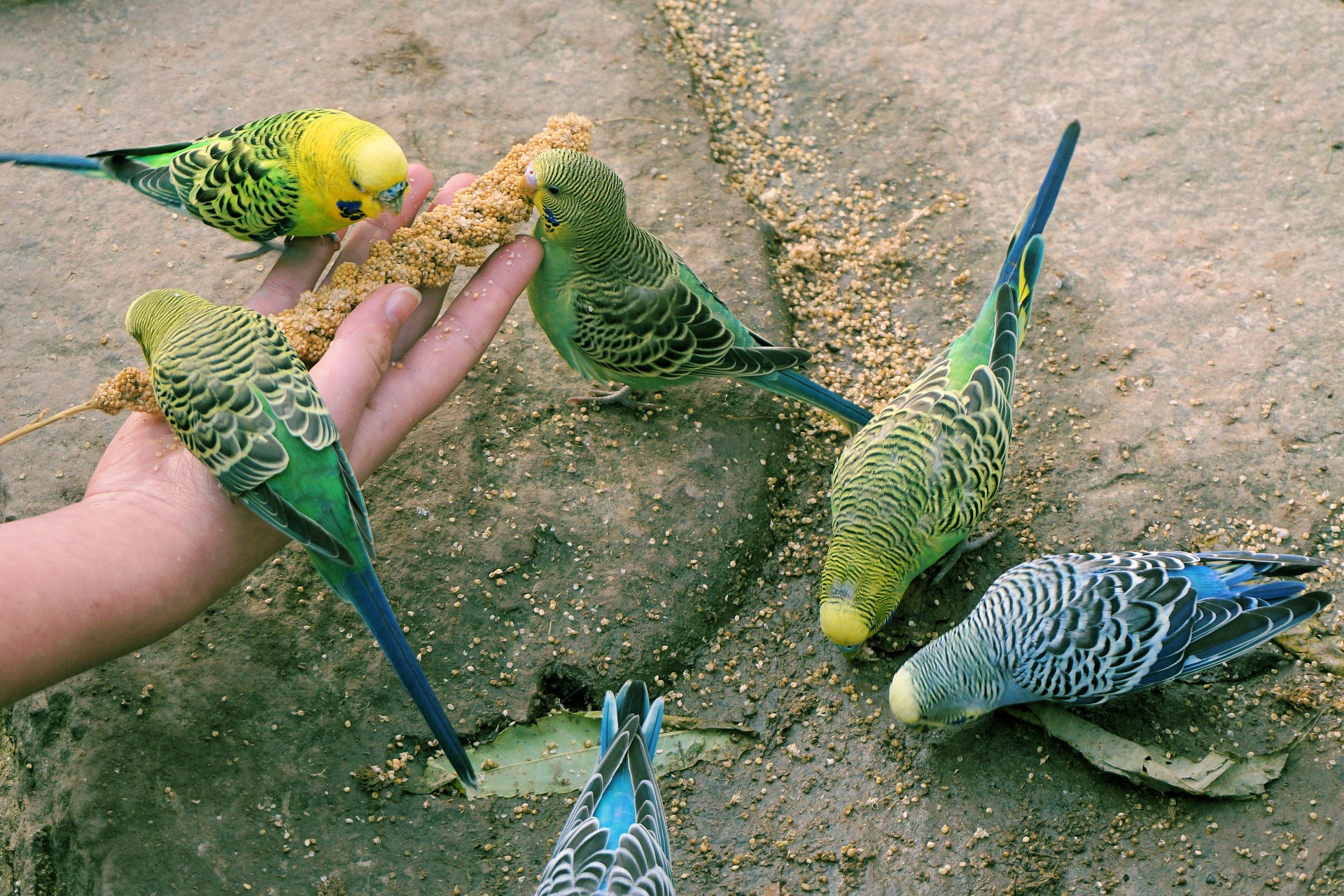 Do Birds Have Teeth?