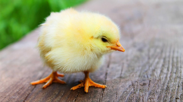 How Does a Chick Hatch from an Egg?