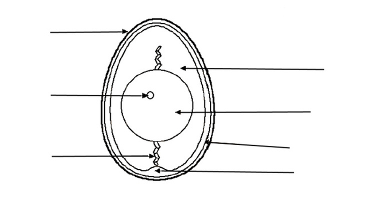 How Does a Chick Hatch from an Egg?